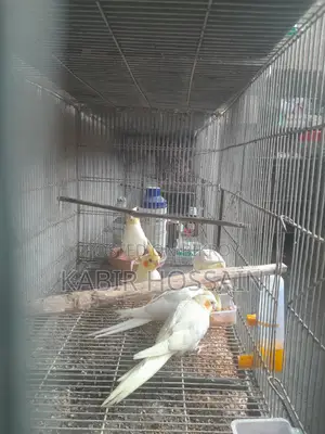 ককাটেল পাখি