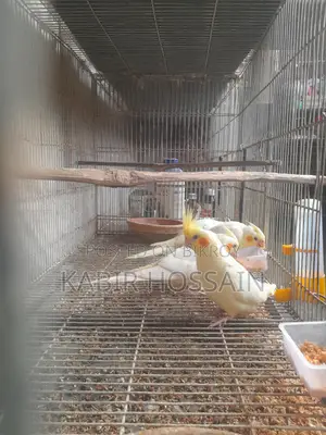 ককাটেল পাখি