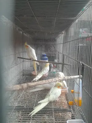 ককাটেল পাখি