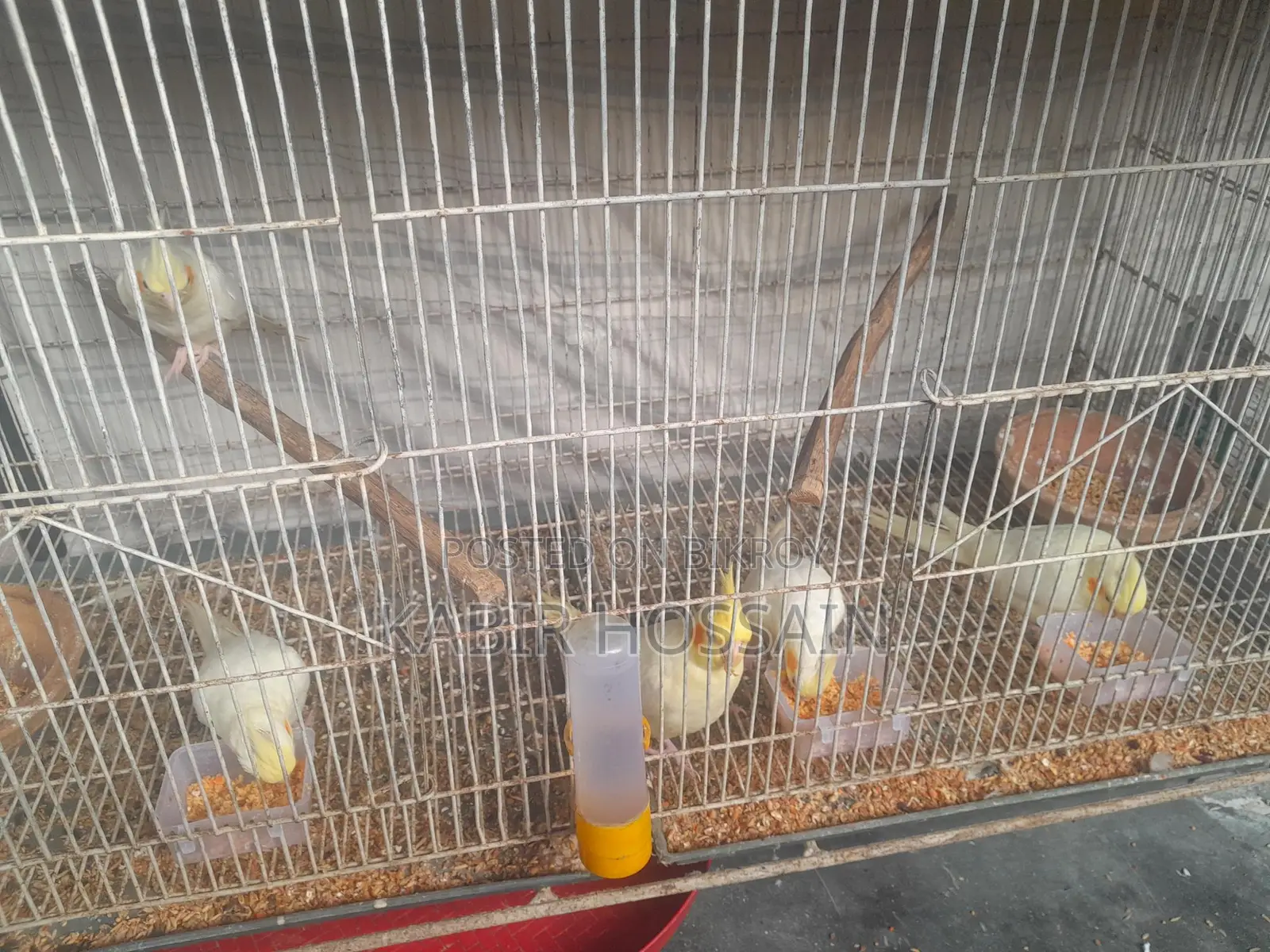 ককাটেল পাখি