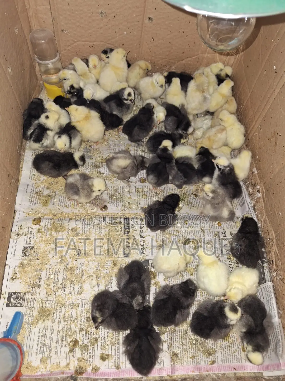 Fancy Chicken Chicks