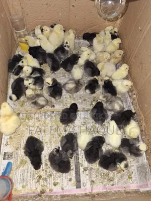Fancy Chicken Chicks