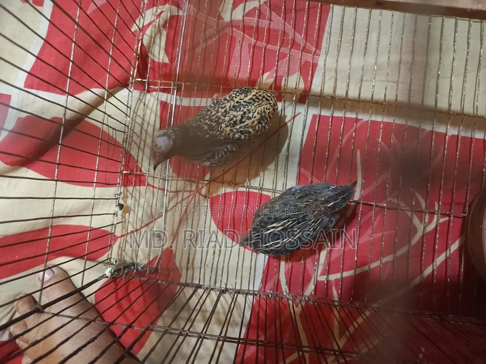 King Quail