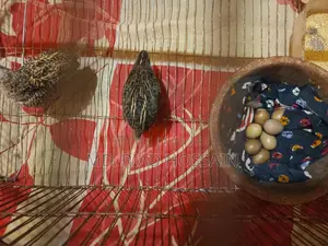 King Quail