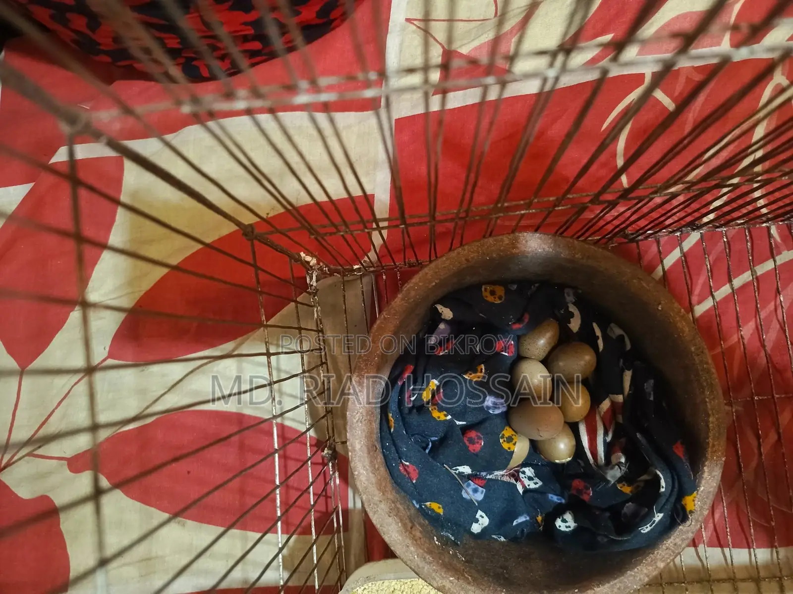 King Quail