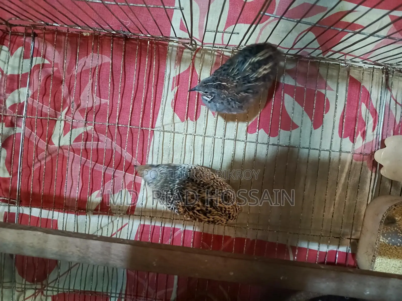 King Quail