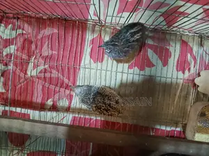 King Quail