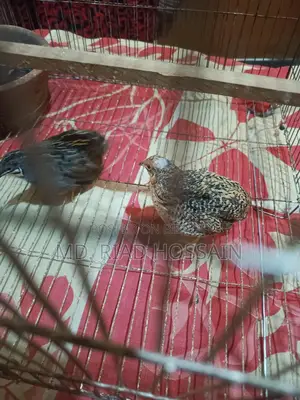 King Quail