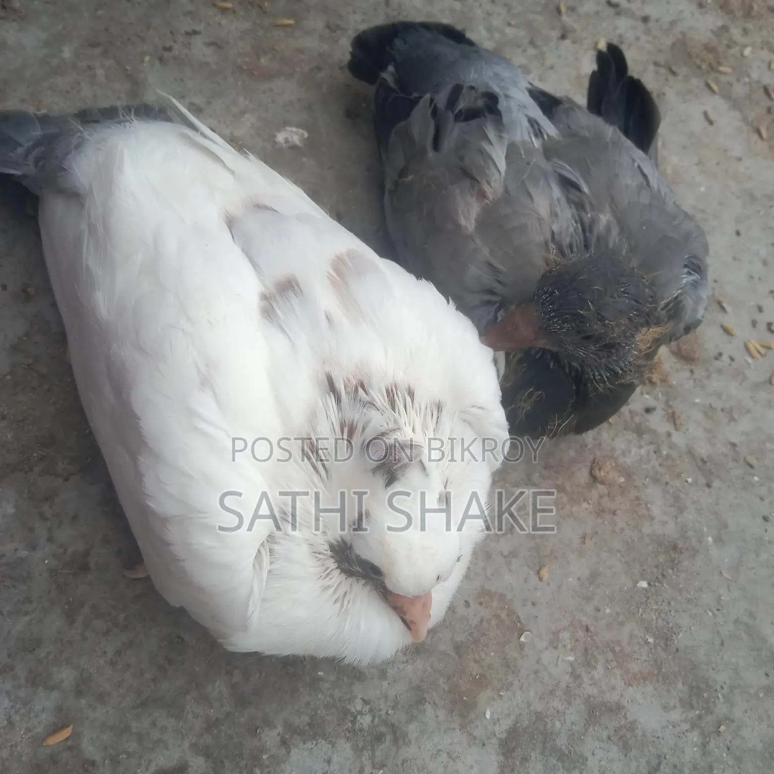 Pigeon chicks for sale