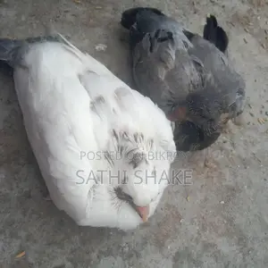 কবুতরের বাচ্চা বিক্রি করা হবে