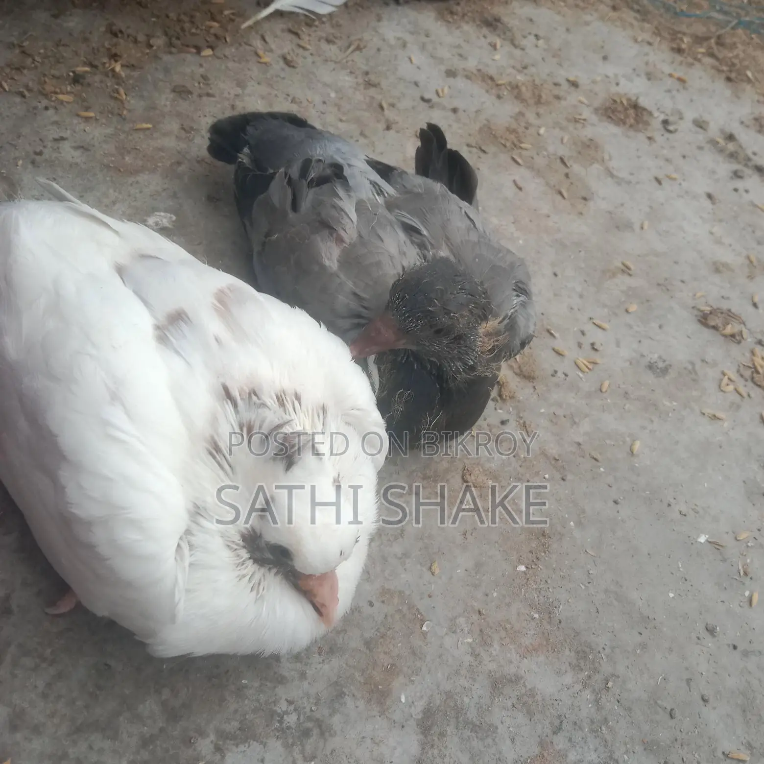 Pigeon chicks for sale