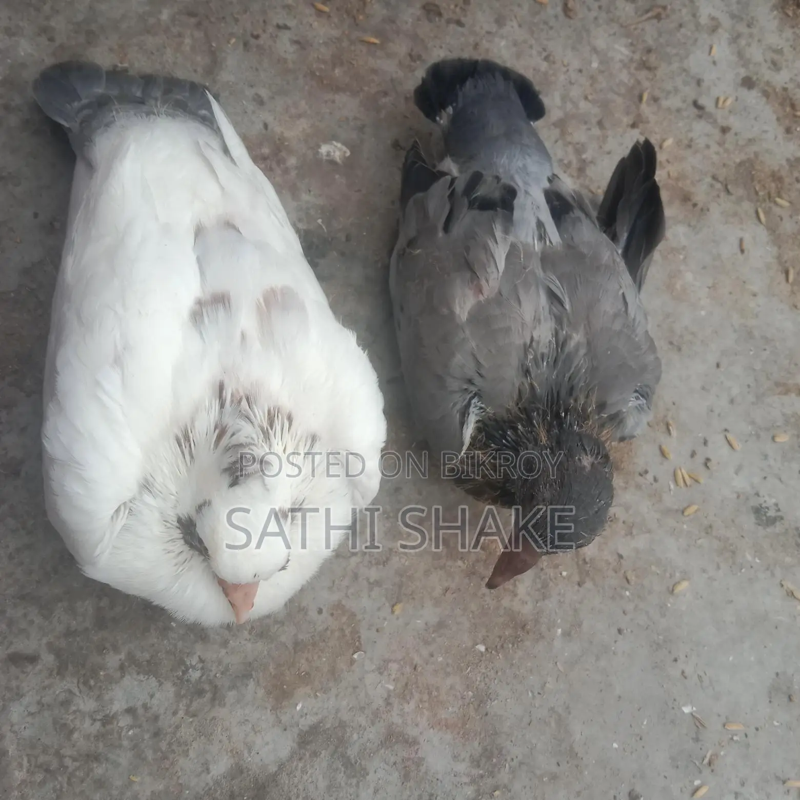 Pigeon chicks for sale