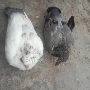 Pigeon chicks for sale