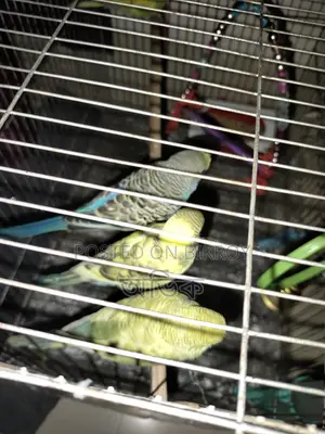 Budgerigar Birds for Sale - 2 Pairs