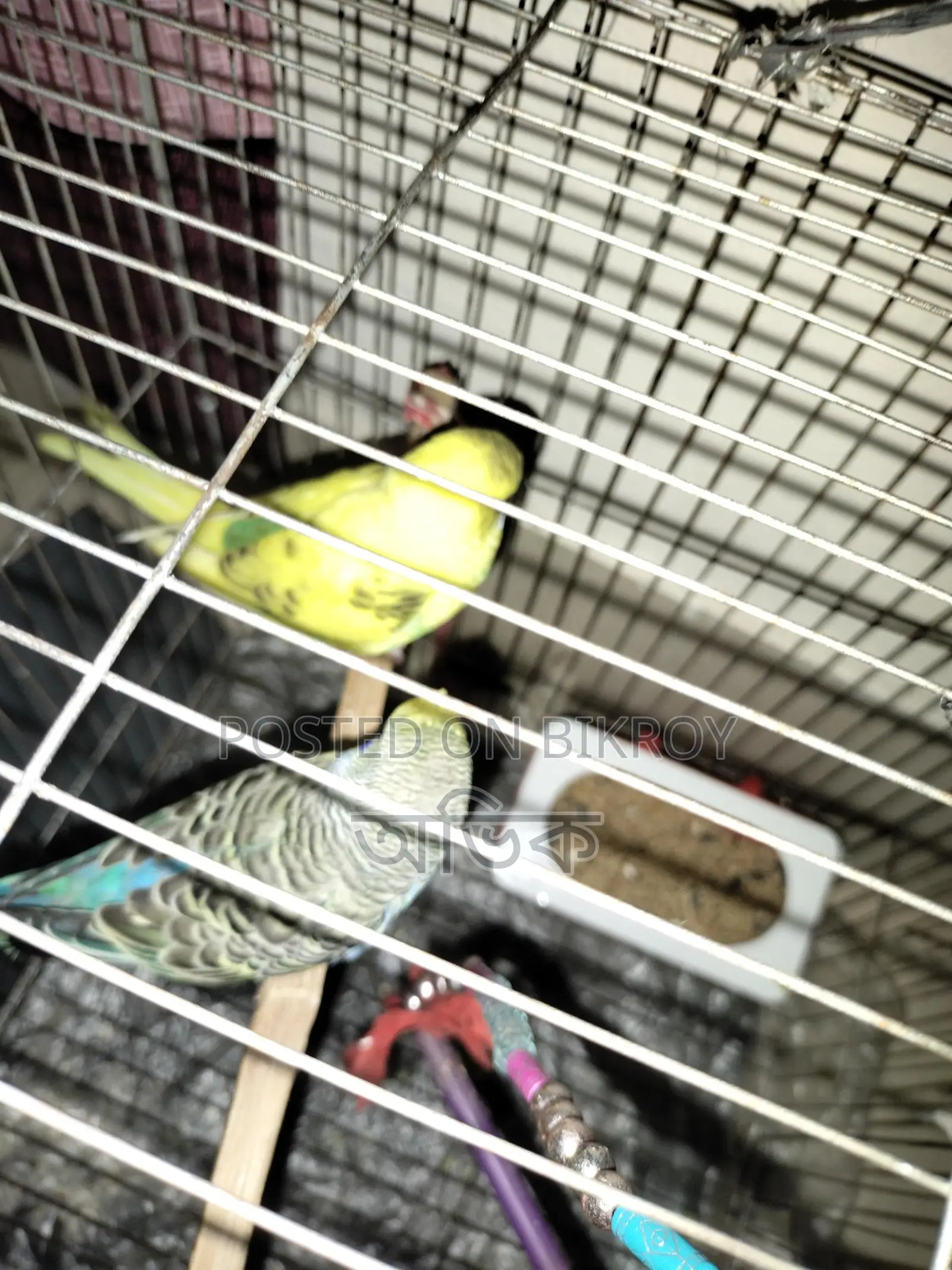 Budgerigar Birds for Sale - 2 Pairs