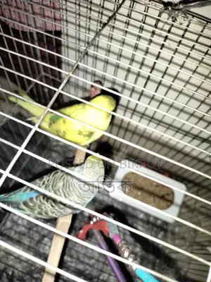 Budgerigar Birds for Sale - 2 Pairs