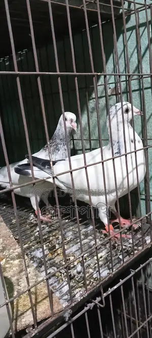 Pigeons