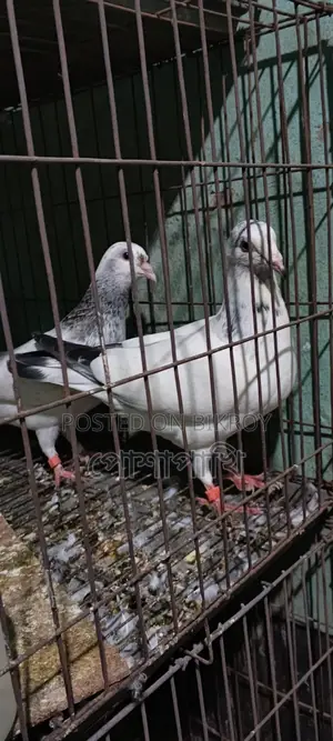 Pigeons