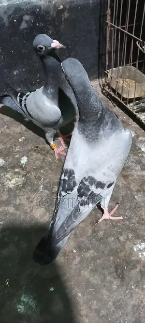Pigeons