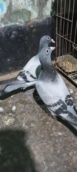 Pigeons