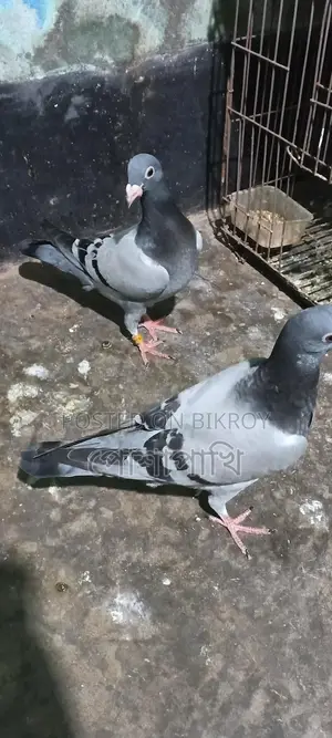 Pigeons