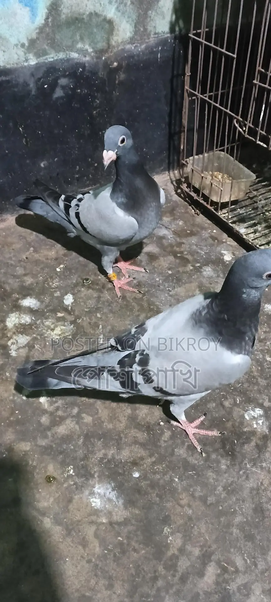 Pigeons