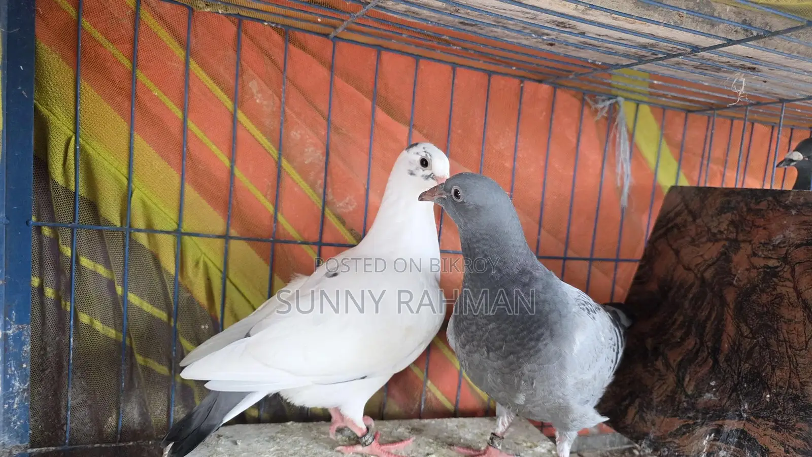 Blood Line Ar Kisu Baccha Kobutor