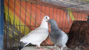 Blood Line Ar Kisu Baccha Kobutor