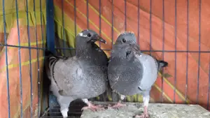 Blood Line Ar Kisu Baccha Kobutor