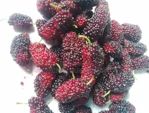 মালবেরি