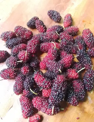 Mulberry