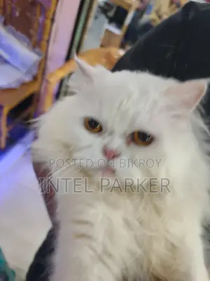 Persian Cat