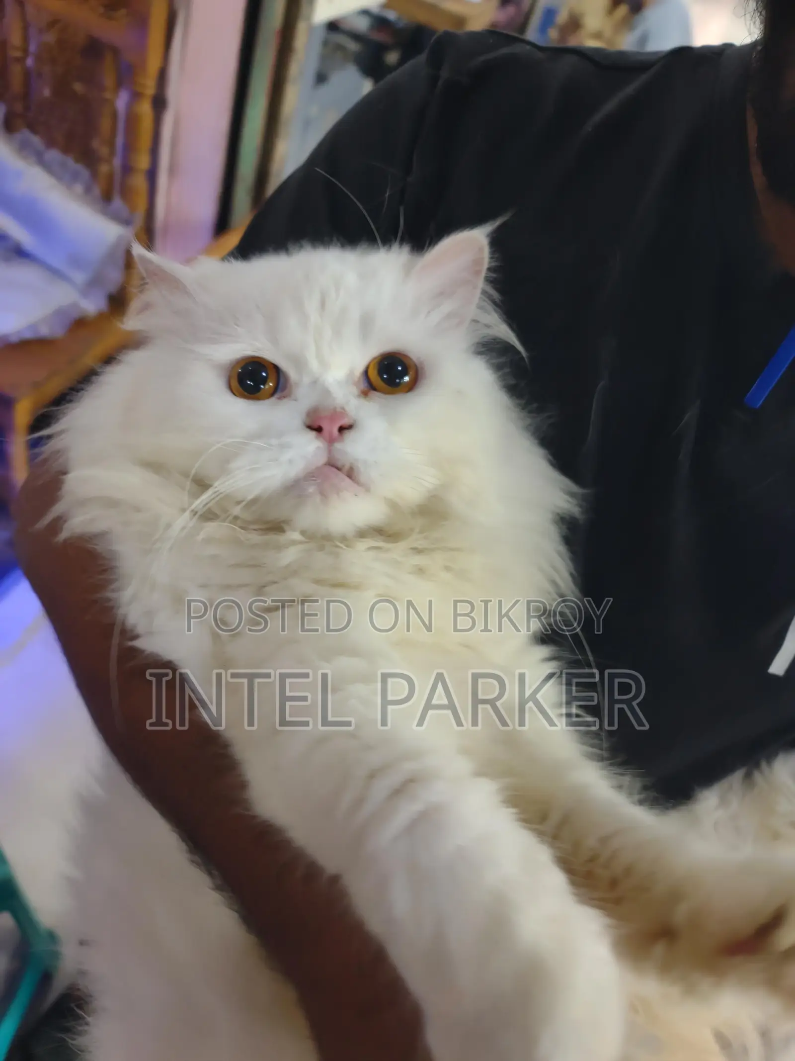 Persian Cat