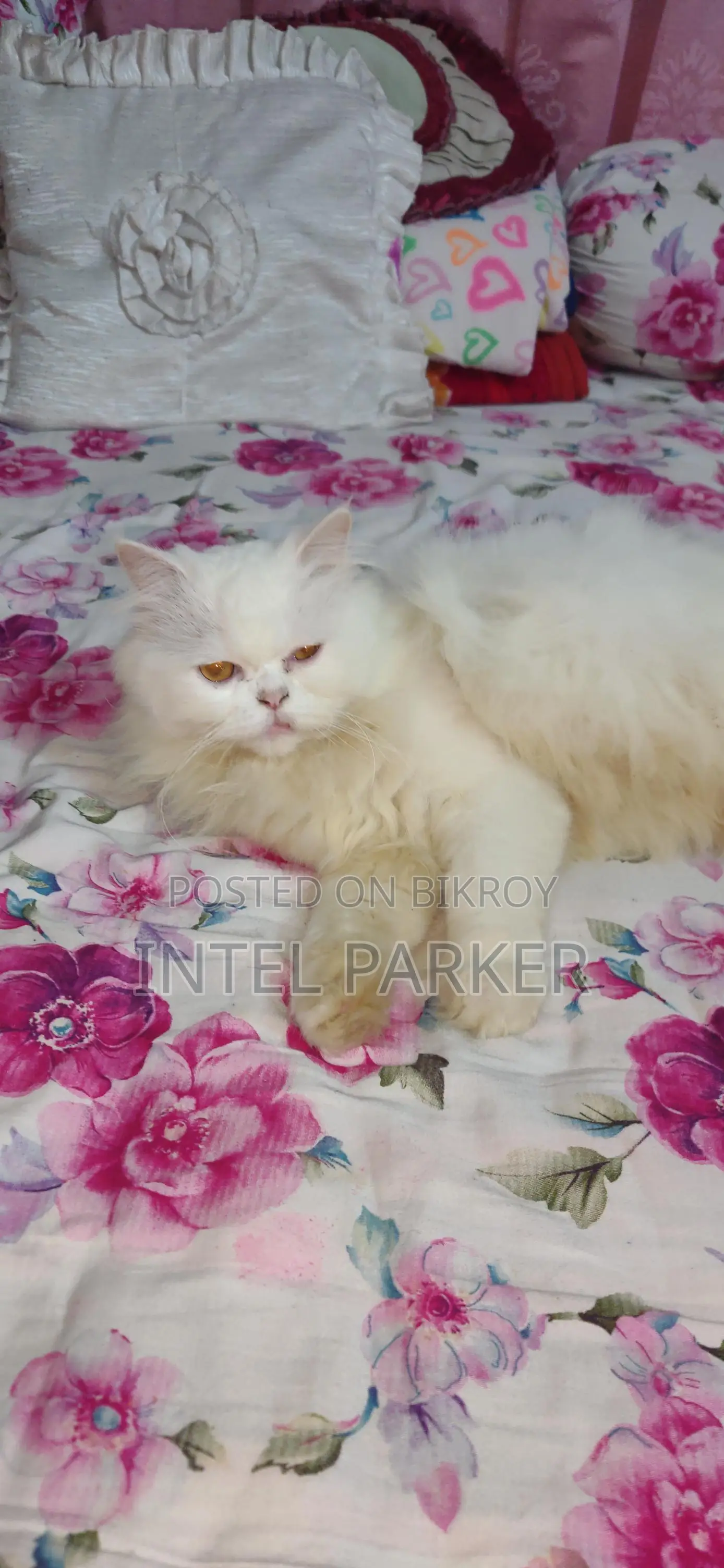 Persian Cat