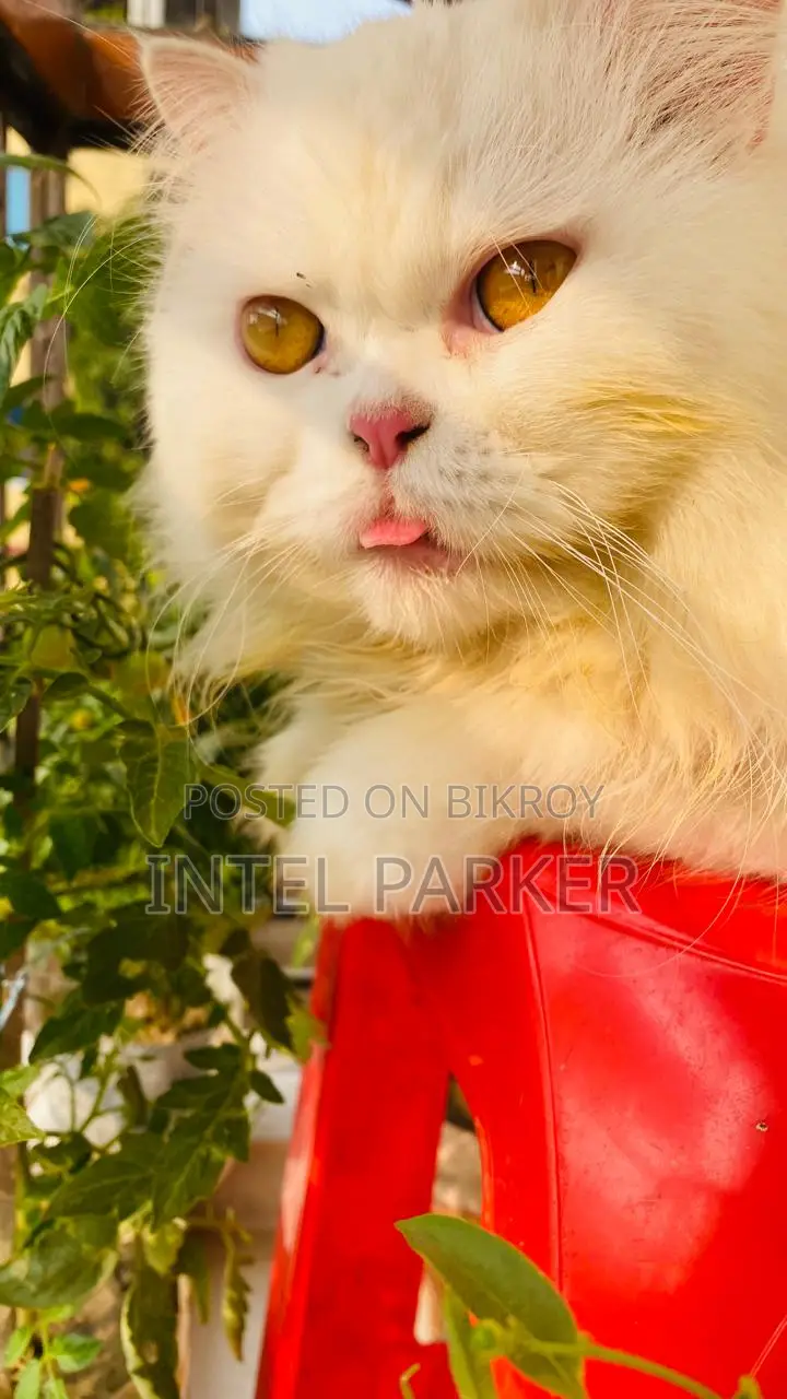 Persian Cat