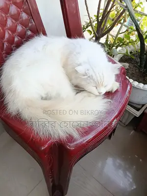 পারসিয়ান বিড়াল বিক্রি করা হবে কায়....