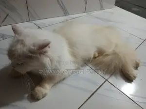 পারসিয়ান বিড়াল বিক্রি করা হবে কায়....