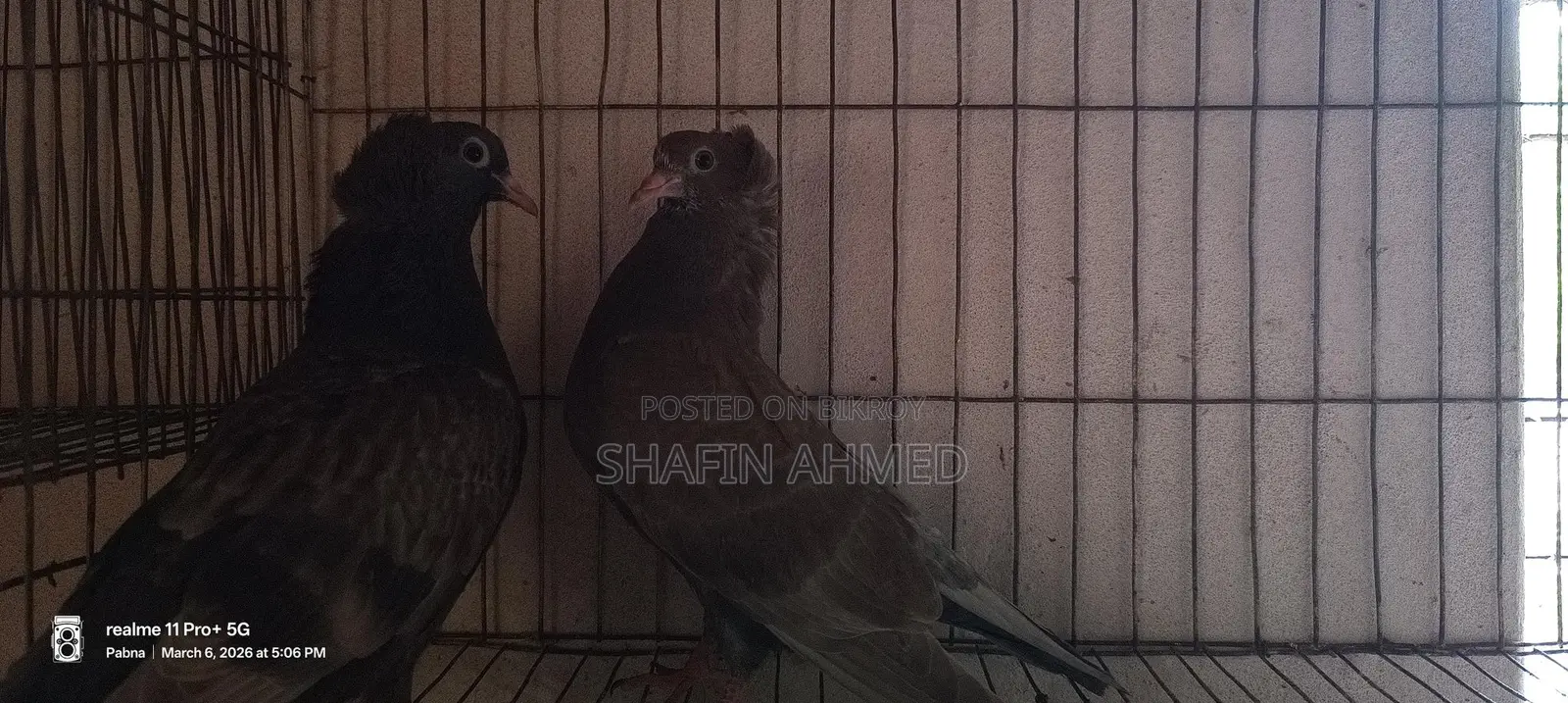 Local Pigeon Chicks