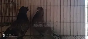 Local Pigeon Chicks