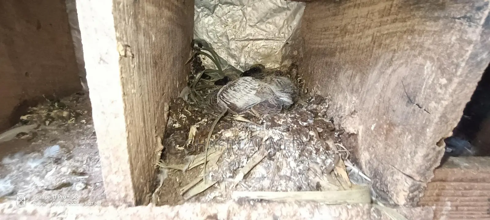 Local Pigeon Chicks