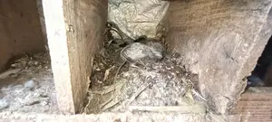 Local Pigeon Chicks