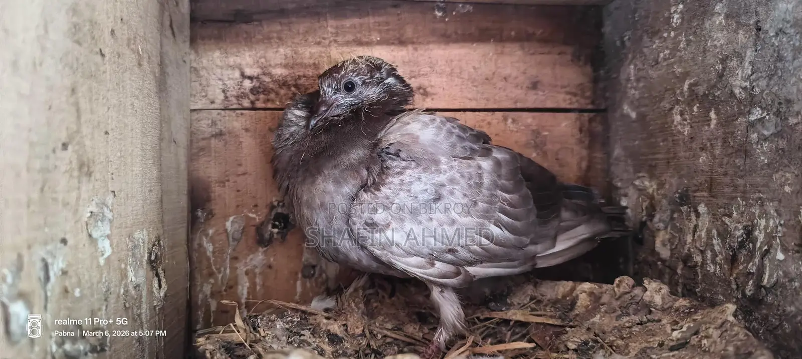 Local Pigeon Chicks