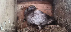 Local Pigeon Chicks