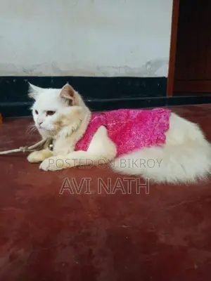 Persian Cat