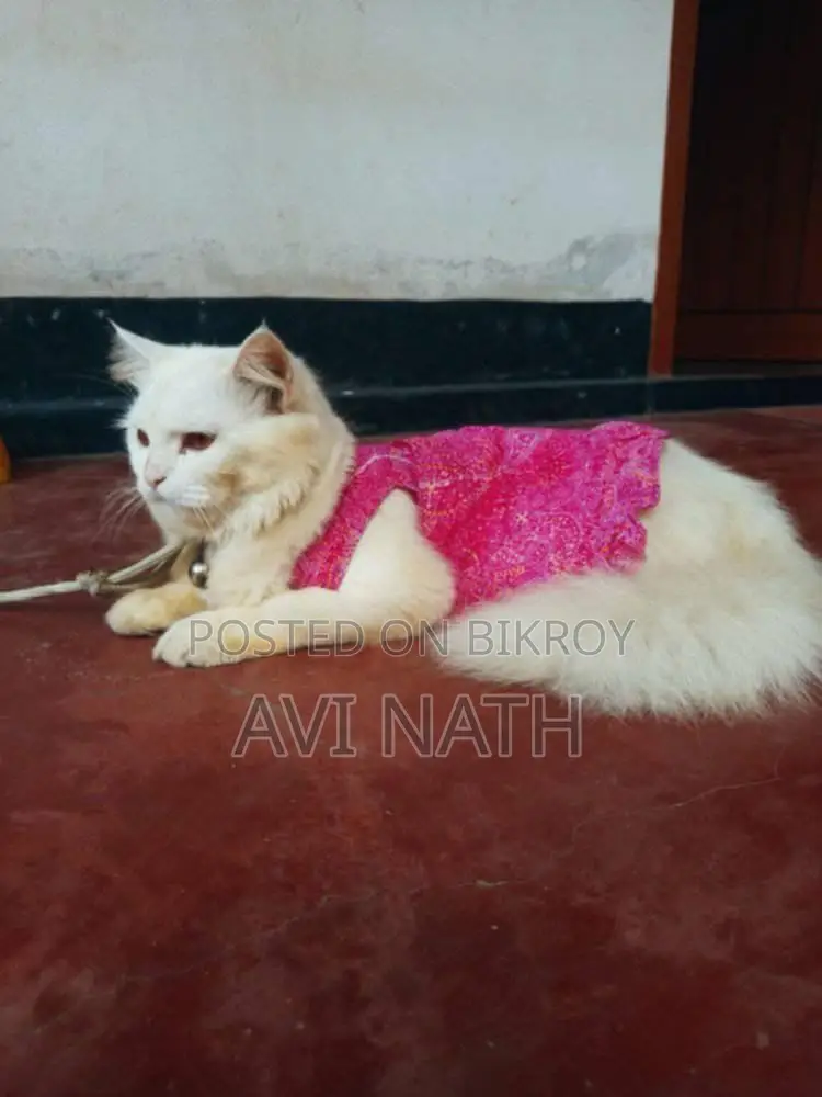 Persian Cat