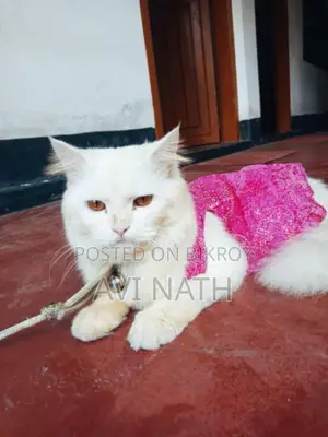 Persian Cat