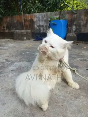Persian Cat