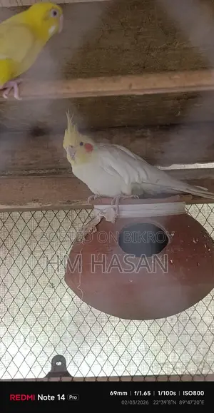 - ককাটেল পাখি