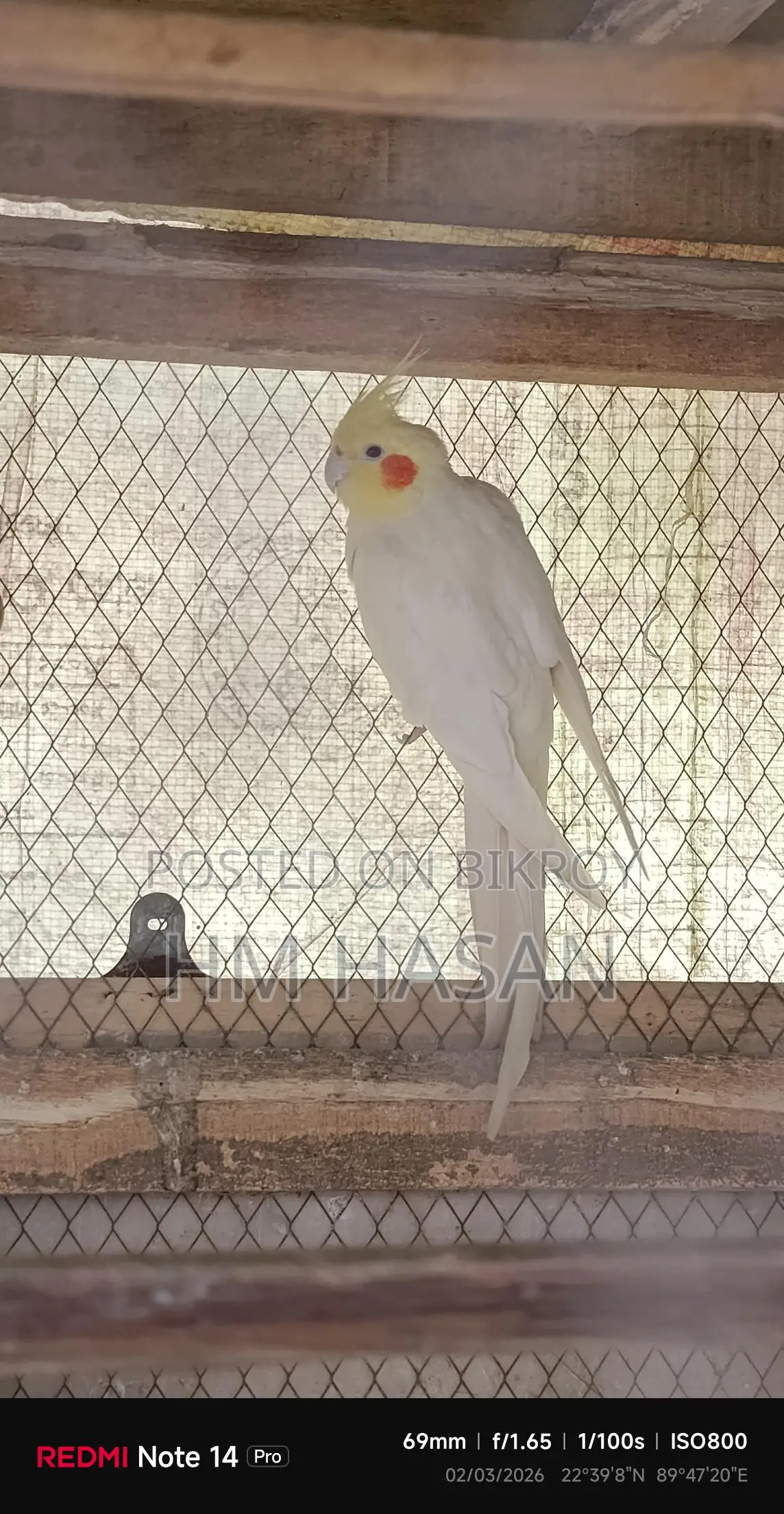 - ককাটেল পাখি