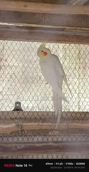 - ককাটেল পাখি